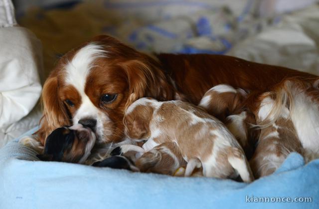 Adorables Chiots Cavaliers King Charles Pure Race