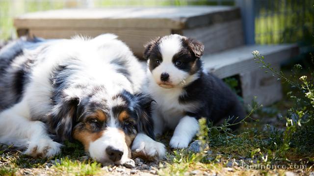 Magnifiques Chiots Berger Australien Pure Race