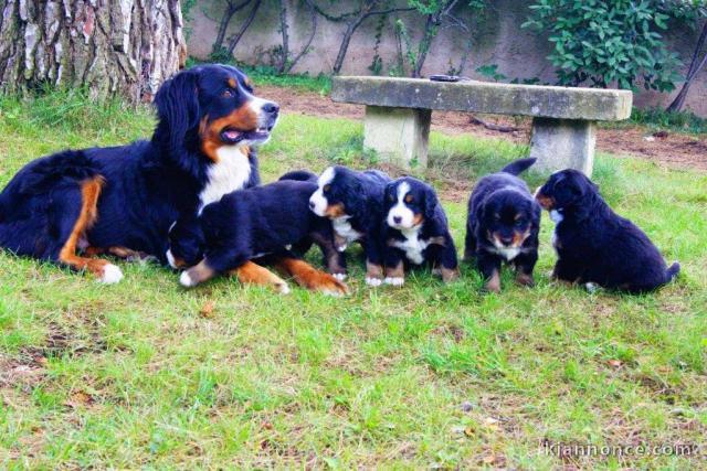 Magnifiques chiots Bouvier Bernois Pure Race