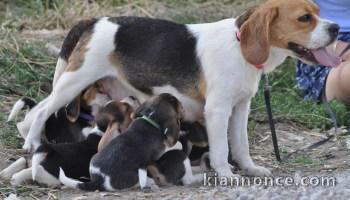 Magnifiques Chiots Beagle Pure Race