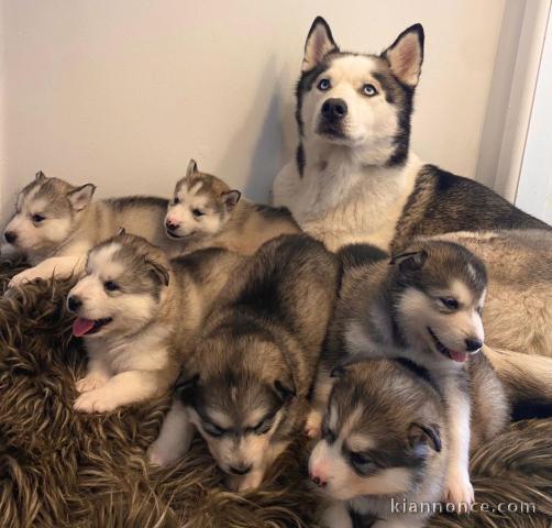 Magnifiques chiots Husky Sibérien disposnble