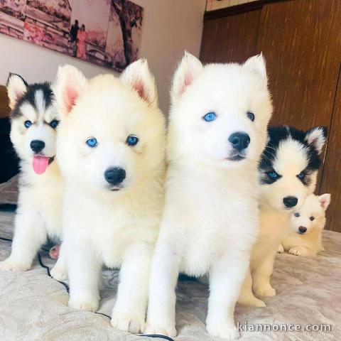 MAGNIFIQUE CHIOTS HUSKY POUR ADOPTION