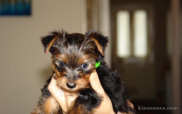 Chiots Yorkshire à adopter