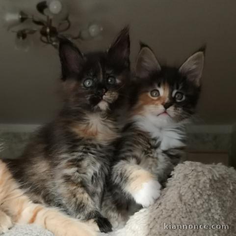 Deux chatons main coon mâle et femelle a donner