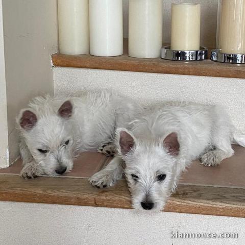 Chiots male et femelle westie a donner