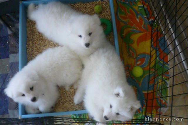 Magnifiques chiots Samoyede disponible de suite