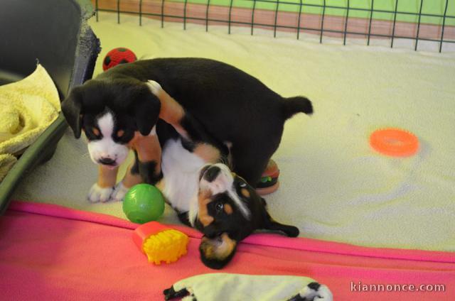 Adorables chiots Bouvier de l\