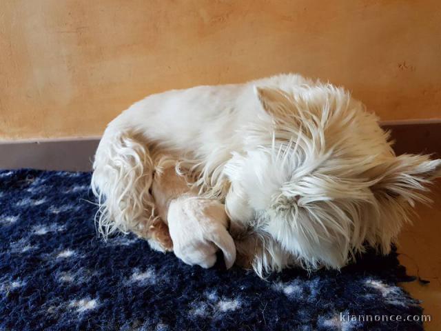 Magnifiques chiots Westie