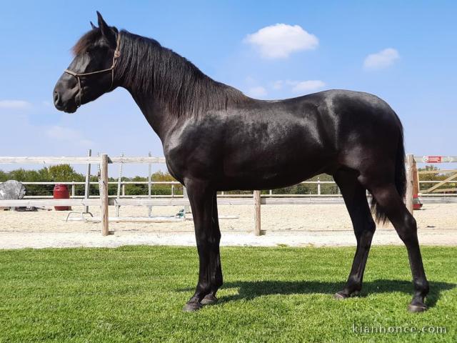 cheval PRE noir JALEO