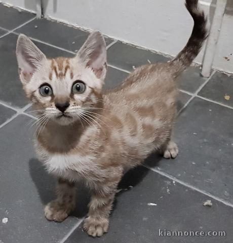 Chatons de race Bengale a donner 