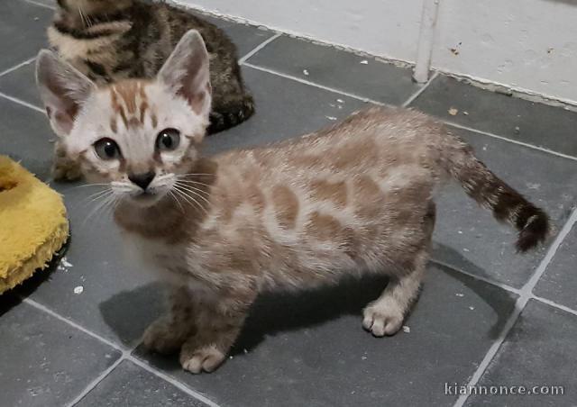 Chatons de race Bengale a donner