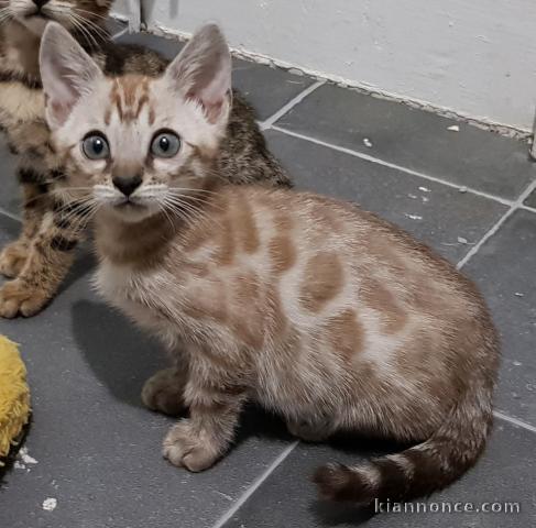 Chatons de race Bengale a donner