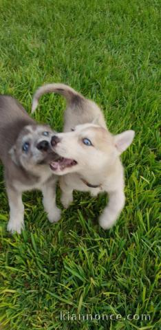 chiots husky siberien