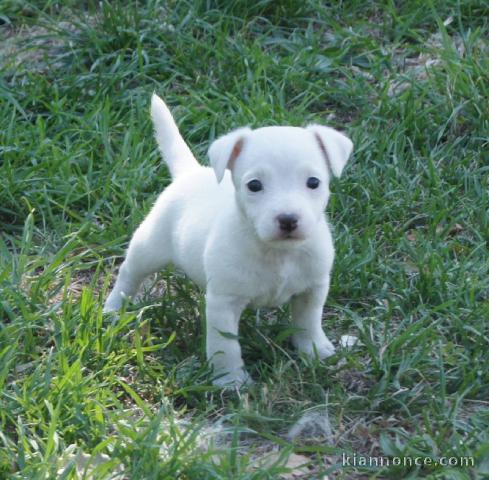 Chiot race Jack Russell Terrier Femelle à donner