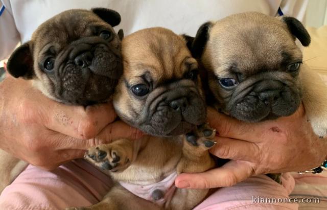 chiots type Bouledogue français 