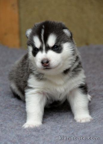 chiots husky siberien