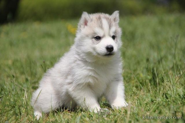 chiots husky siberien