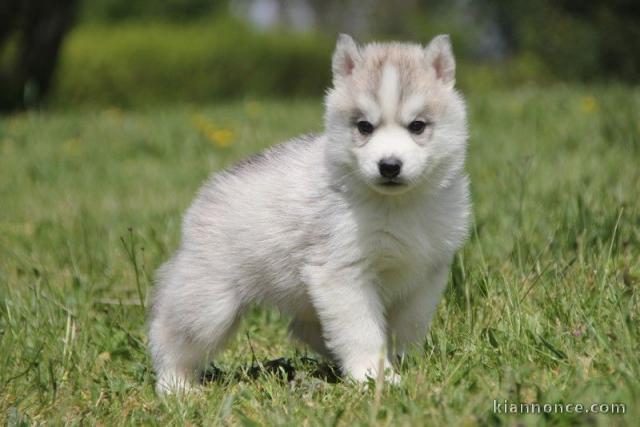 chiots husky siberien