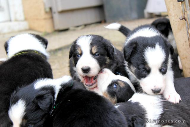 chiots Border Collie Adorable