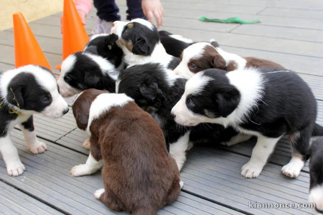 chiots Border Collie Adorable