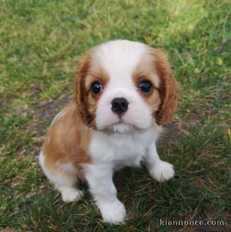 Chiots Cavalier King Charles Spaniel 11