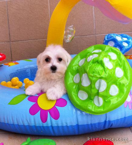 Chiot type bichon maltais de 3 mois pour adoption