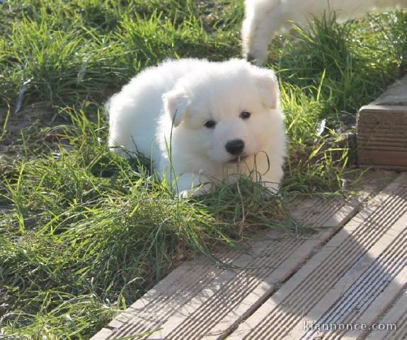 A donner chiot berger blanc suisse femelle