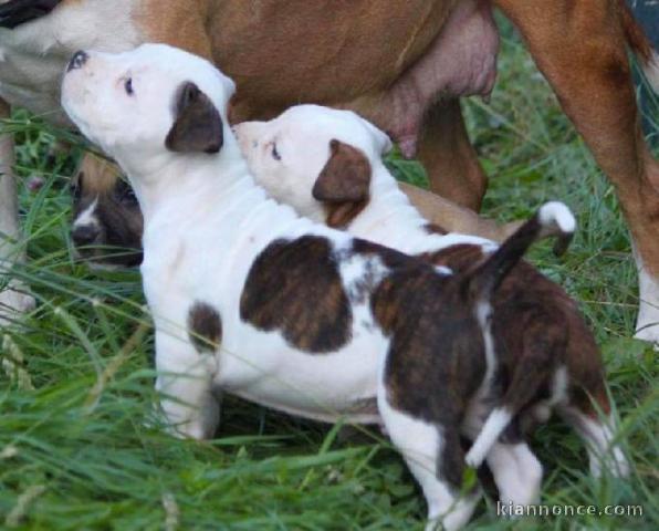  Magnifiques Chiots American Stafforshdire Pure Race