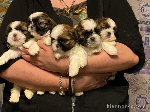  Exceptionnels Chiots Shih Tzu Pure Race