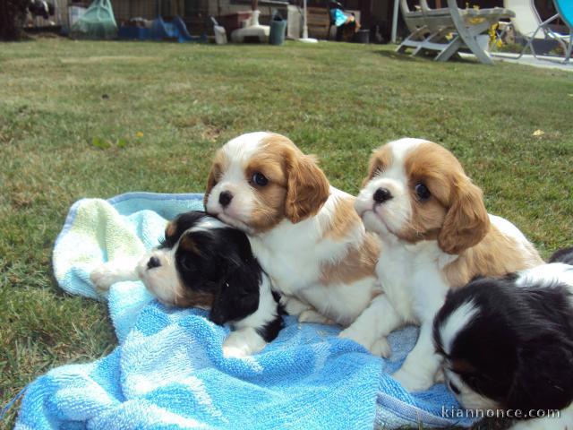 Adorables Chiots Cavaliers King Charles Pure Race