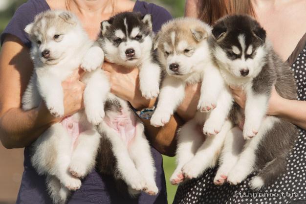 Magnifiques Chiots Husky Siberien Pure Race