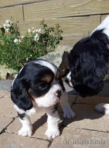 chiots CAVALIER KING CHARLES