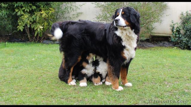 Magnifiques chiots Bouvier Bernois Pure Race