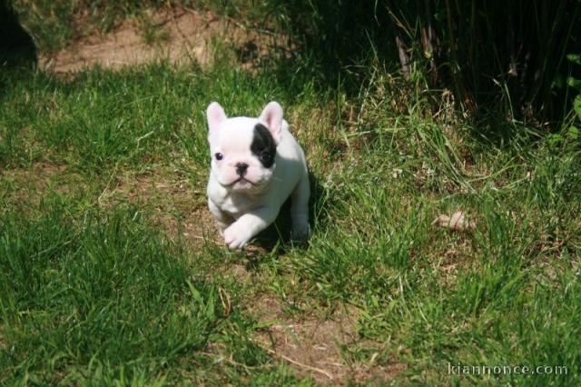 Je donne chiot bouledogue français femelle