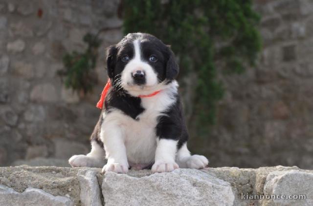 A DONNER petit loulou de Poméranien mâle