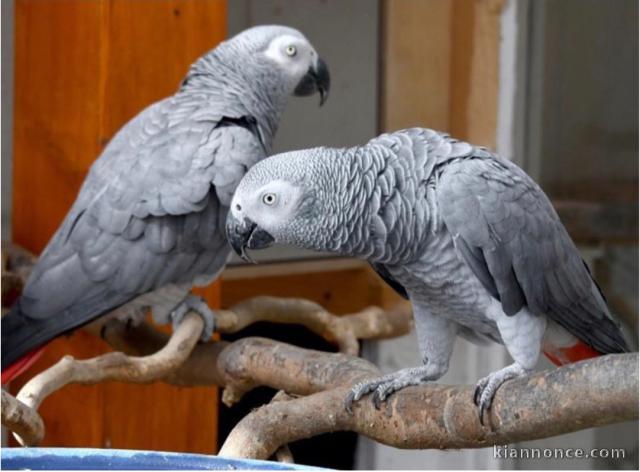 perroquete gri du gabon