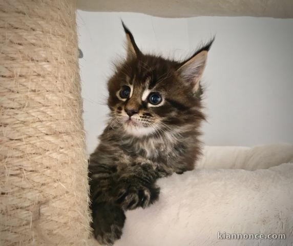 Superbe chaton maine coon