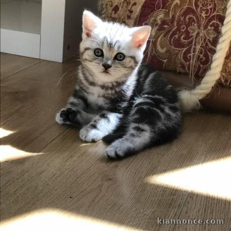 Chatons Britich Shorthair