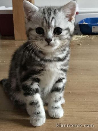 Chatons Britich Shorthair