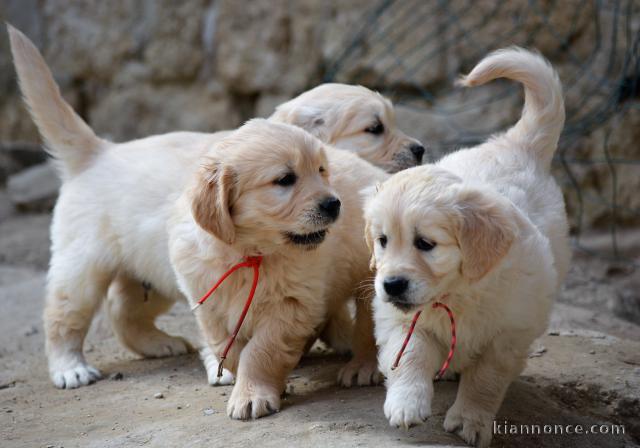 chiots golden retriever