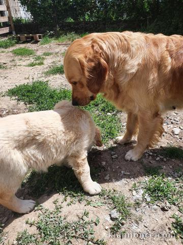 chiots golden retriever