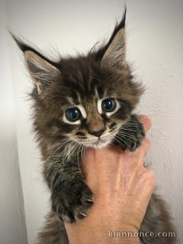 Adorable Chatons main coon 