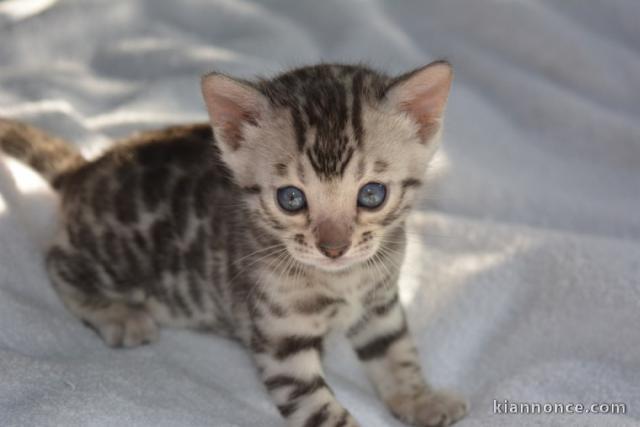 Portée de 4 splendide chaton Bengal