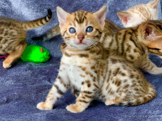 Portée de 4 splendide chaton Bengal