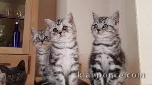 Chatons bengal pour adoption