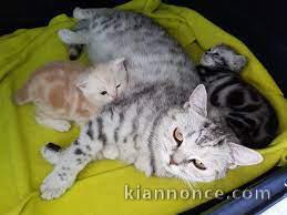 Chatons bengal pour adoption