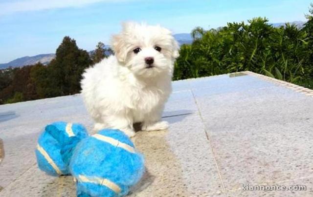 Chiot type bichon maltais de 3 mois pour adoption