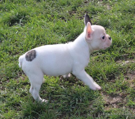 A donner mon chiot bouledogue français femelle