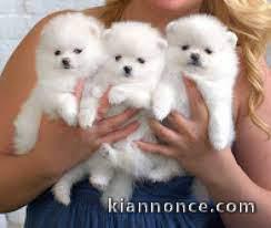 Chiots spitz nain pour adoption 