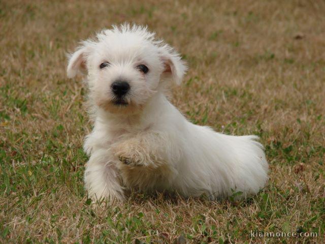 A donner  chiots Westie Terrier